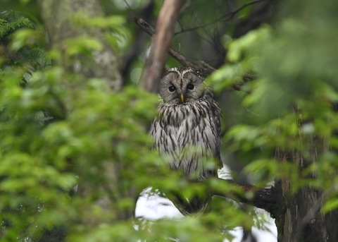 フクロウ♀3174