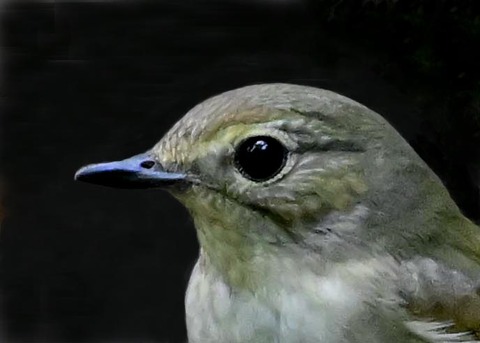 キビタキ♀5000