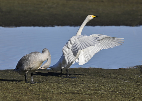 オオハクチョウ親子0838