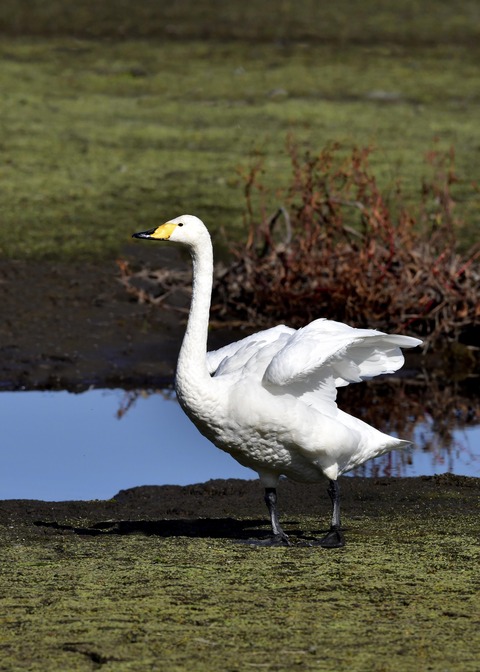 オオハクチョウ7980