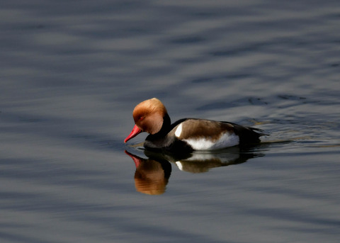 アカハシハジロ♂9763