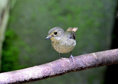 キビタキ♀5993
