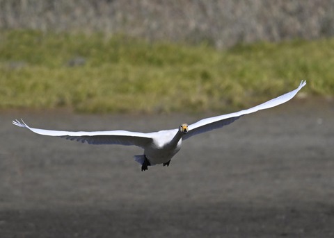 オオハクチョウ4050