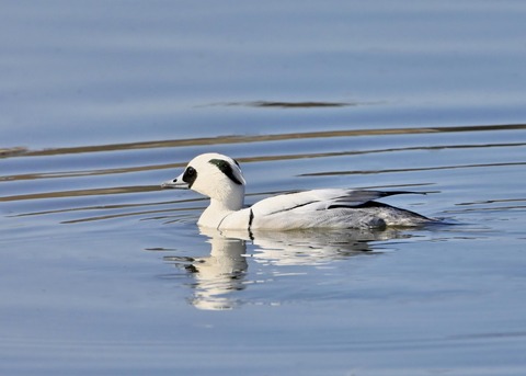 ミコアイサ♂0162