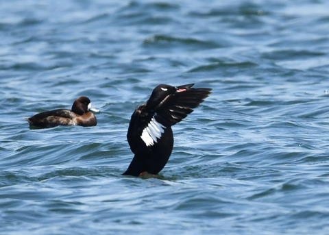 ビロードキンクロ♂0771