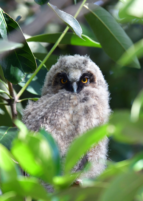 トラフズクのヒナ①7963