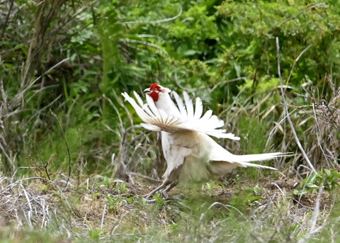 キジ♂白化0942
