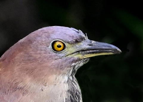 ミゾゴイ♂4000(4476)