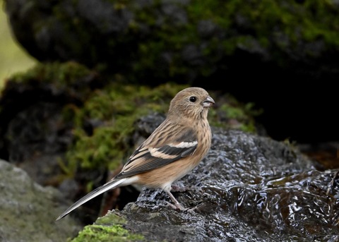 ベニマシコ♀冬羽1820