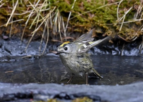 キクイタダキ♂0061 - コピー