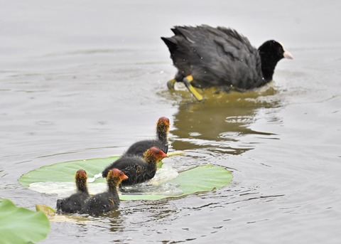 オオバン親子7498