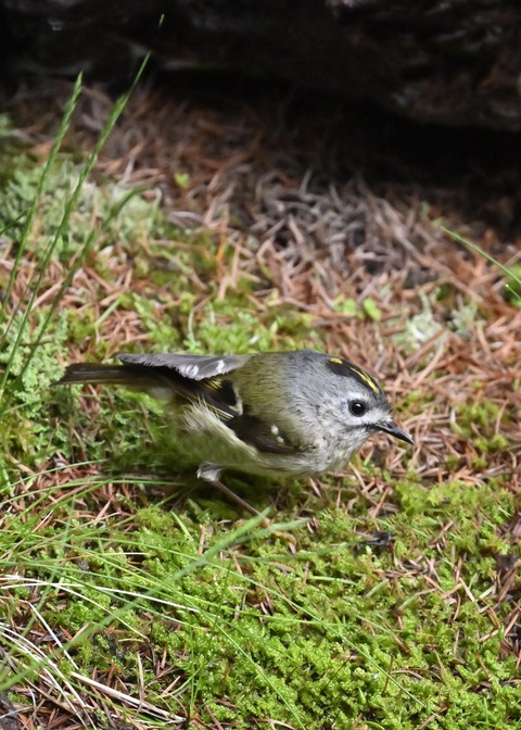 キクイタダキ♀5787