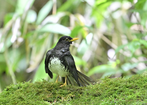 クロツグミ♂0216