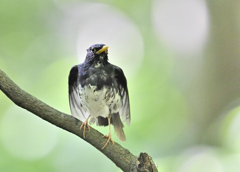 クロツグミ♂0380