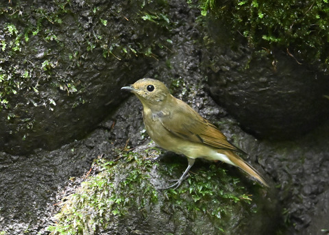 オオルリ♀3360