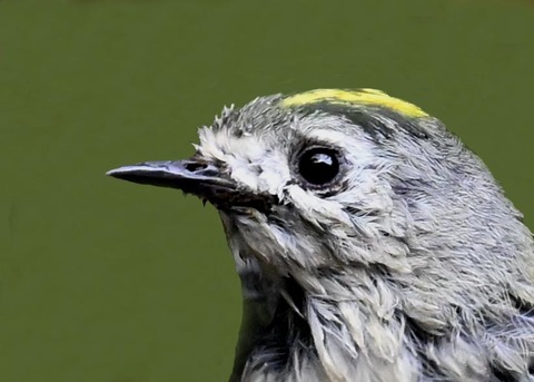 キクイタダキ♀0002