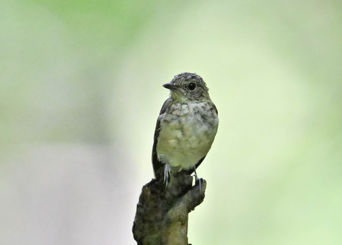 キビタキ幼鳥3679