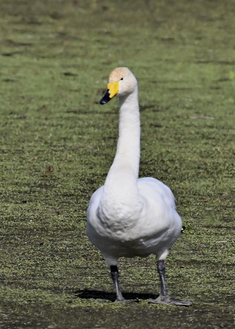 オオハクチョウ3822