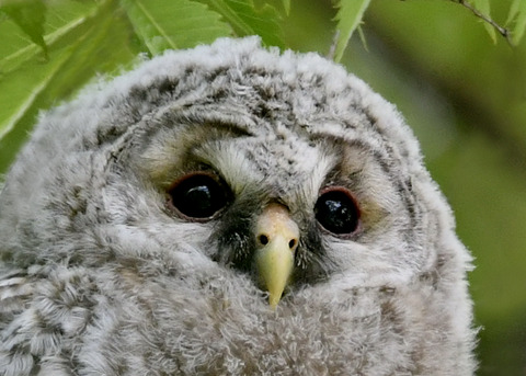 フクロウのヒナ②9100