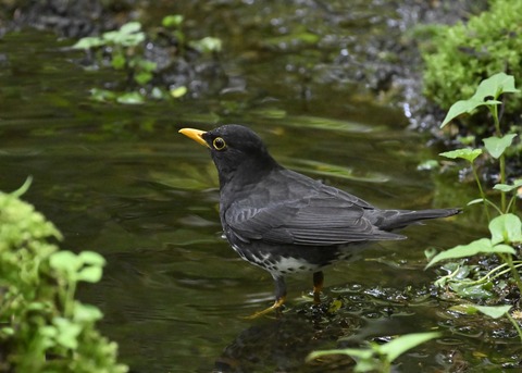 クロツグミ♂3391