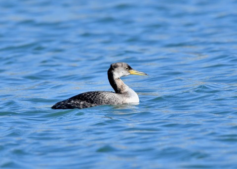アカエリカイツブリ冬羽3571