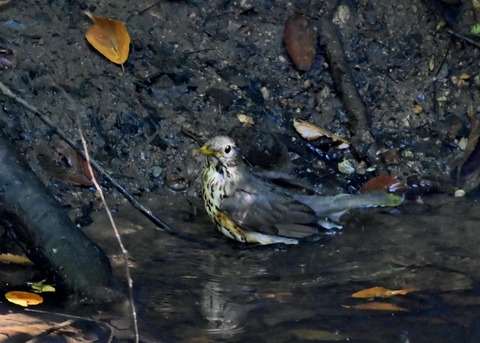 クロツグミ♀1505