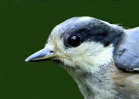 ヤマガラ幼鳥2004