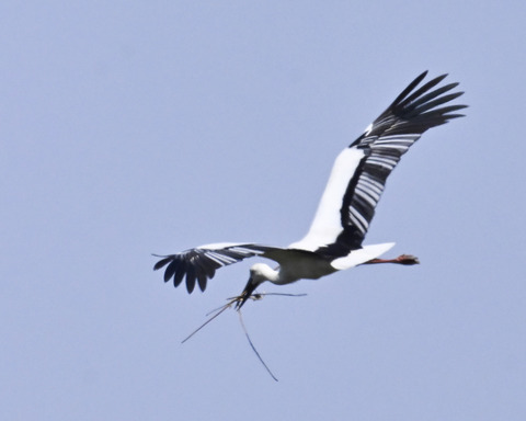 巣材運ぶコウノトリ8283
