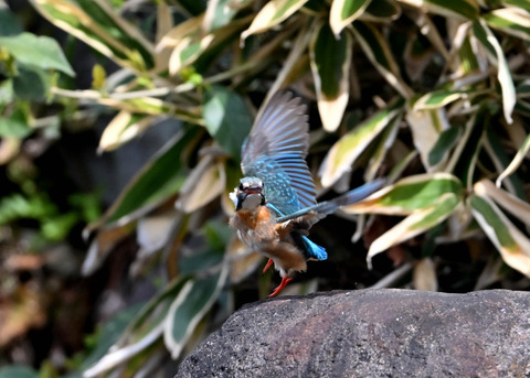 カワセミ♀9078