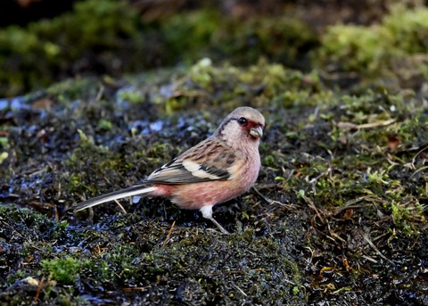 ベニマシコ♂5581