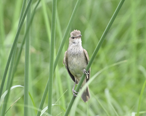 オオヨシキリ6870