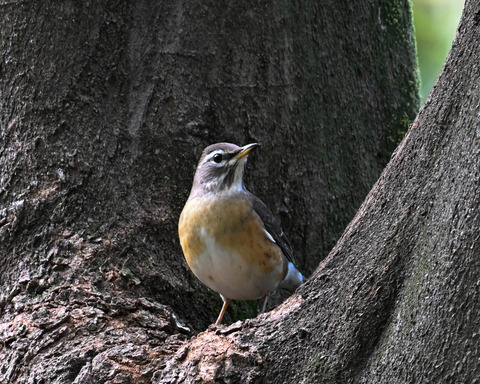 マミチャジナイ9690