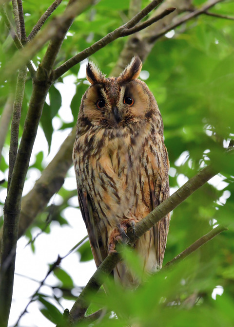 トラフズク♀8118