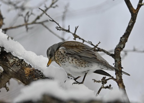 ノハラツグミ1286