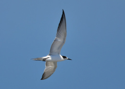 飛ぶ・コアジサシ3787