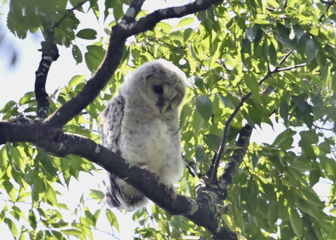 フクロウのヒナ5715