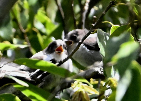 エナガのヒナ4068