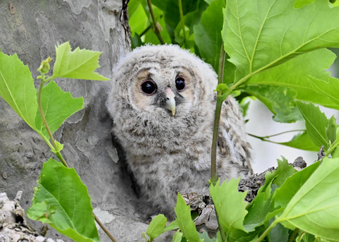 フクロウの雛6201