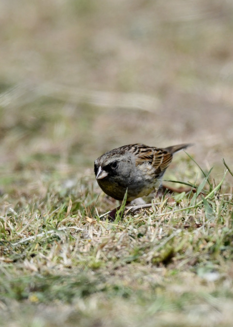 シベリアアオジ♂6990