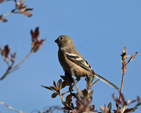 ベニマシコ♀4644