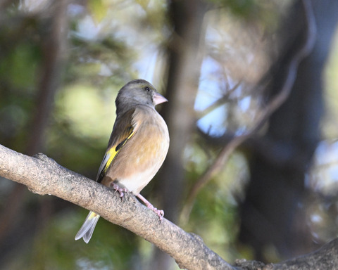 オオカワラヒワ7439