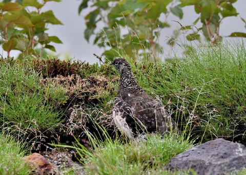 ライチョウ夏羽♂3134