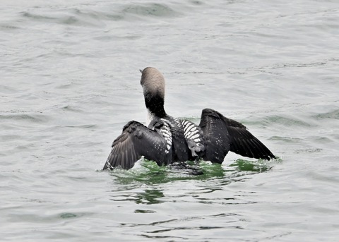 シロエリオオハム2608