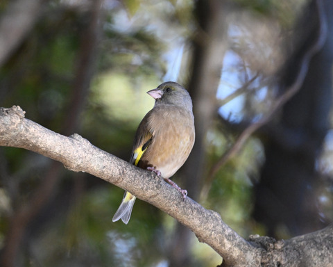 オオカワラヒワ7602