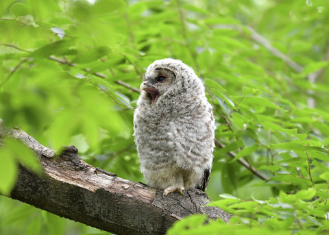 フクロウのヒナ0829