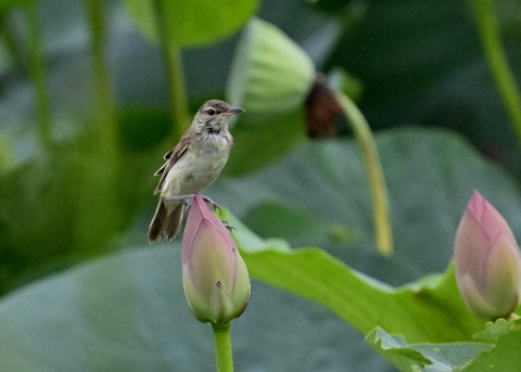 オオヨシキリ1601