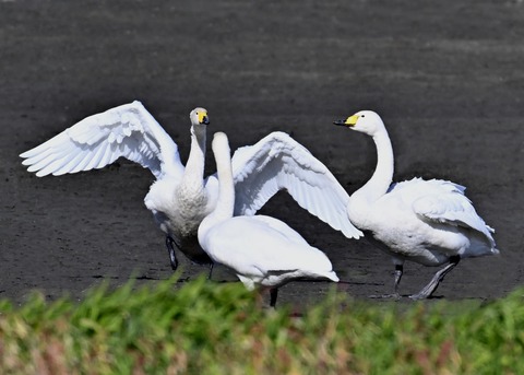 オオハクチョウ2279