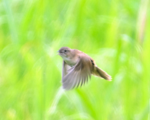 飛ぶオオセッカ8142