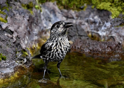 ホシガラス幼鳥3500