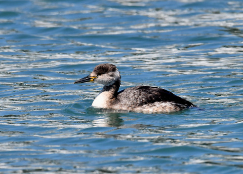 ｱｶｴﾘｶｲﾂﾌﾞﾘ6258